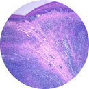 Rankin H&E control slides featuring unstained and stained human tonsil tissue for histology testing and quality control.