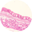 Rankin H&E control slides showing human trachea tissue samples, including unstained and stained sections for scientific analysis.