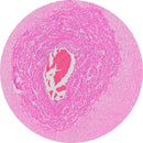 Control slides for human umbilical cord tissue, stained and unstained H&E slides by Rankin, used for histology and laboratory analysis.