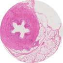 Rankin H&E control slides showing unstained and stained human ureter tissue samples for laboratory analysis.