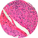 Rankin H&E control slides showing unstained and stained human uterus tissue for histology examination.