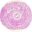 Rankin Control Slides, H&E stain, human vas deferens tissue samples, unstained and stained slides for laboratory use.
