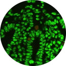 Rankin IHC Control Slides, consumables for immunohistochemistry, featuring unstained and stained slides for quality control.