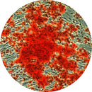 Rankin IHC control slides with unstained and Alizarin Red S stained sections for histology and immunohistochemistry analysis.