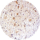 Control slides for IHC testing of Aquaporin 4, Rankin-branded consumables, showing unstained and stained sample slides.