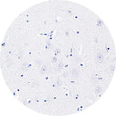 Rankin IHC Control Slides, AT8 consumables with unstained and stained sections for immunohistochemistry testing.