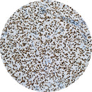 Rankin IHC Control Slides for ATRX, stained and unstained consumable slides used in immunohistochemistry testing.