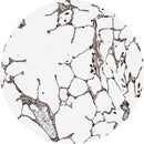 Unstained and stained control slides for IHC testing of Axin2, manufactured by Rankin, used for laboratory consumables.