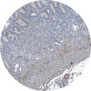 Rankin IHC Control Slides, AXL, stained and unstained consumables for immunohistochemistry testing, shown in the image.