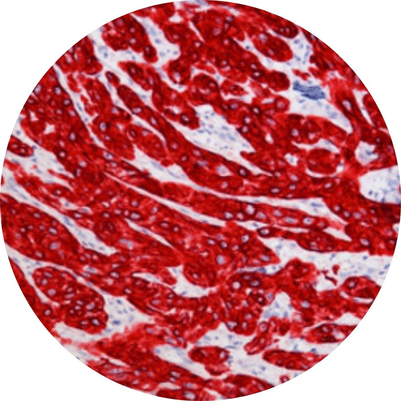 Control Slides, IHC - Basic Fuchsin for Immunohistochemistry