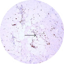 Control slides for IHC beta-FGF testing by Rankin, showing unstained and stained slides used for immunohistochemistry experiments.