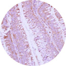 Rankin IHC Control Slides BMP 10, unstained and stained consumables for immunohistochemistry testing, displayed on glass slides.