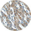 IHC control slides for immunohistochemistry, BMP 9, by Rankin, showing unstained and stained sample areas on glass slides.