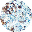 Rankin IHC TSH control slides with unstained and stained sections, used for immunohistochemistry testing and quality control
