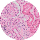 Rankin kidney control slides, consumables, showing unstained and stained tissue sections for histology analysis.