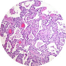 Rankin lung control slides, consumables, showing unstained and stained tissue samples for microscopy analysis.